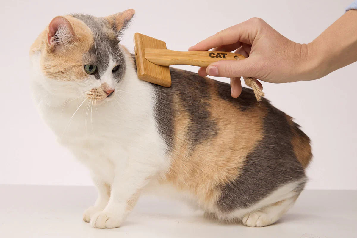 Cómo cuidar a un gato