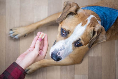 Cómo darle una pastilla a un perro que no se la quiere tomar