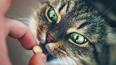 Guía de desparasitación en gatos