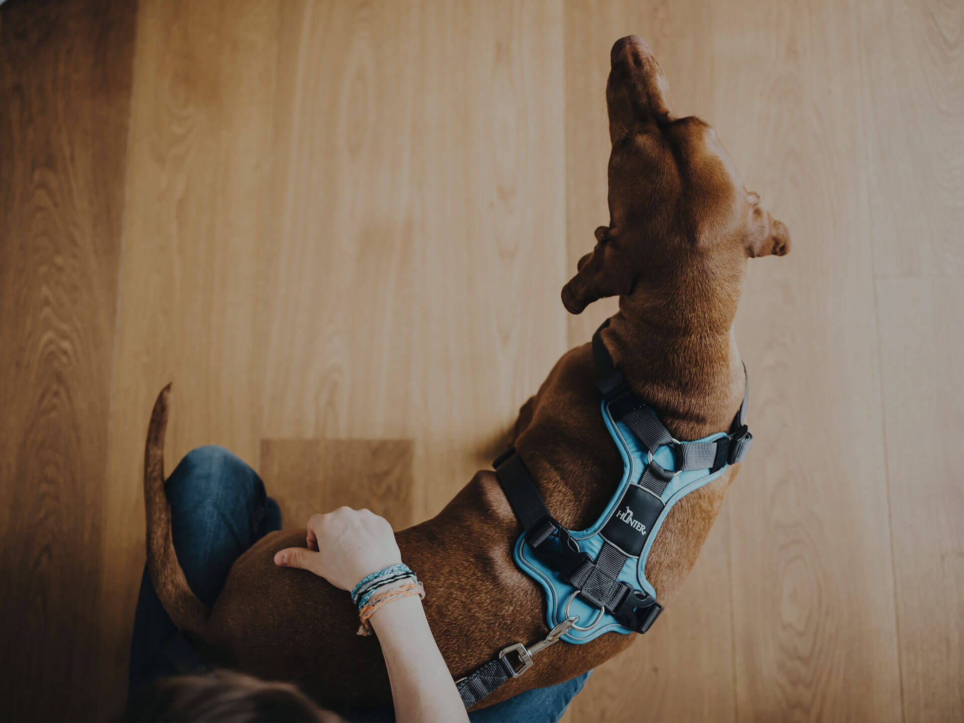 cómo se pone una pechera para perro