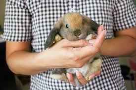 ¿Es bueno tener un conejo de mascota?