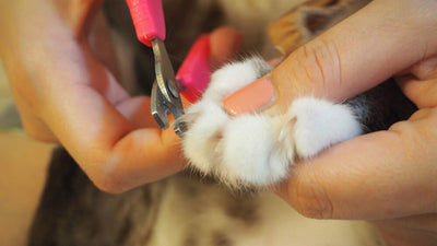 ¿Cómo cortarle las uñas a tu gato de forma segura y sin estrés?