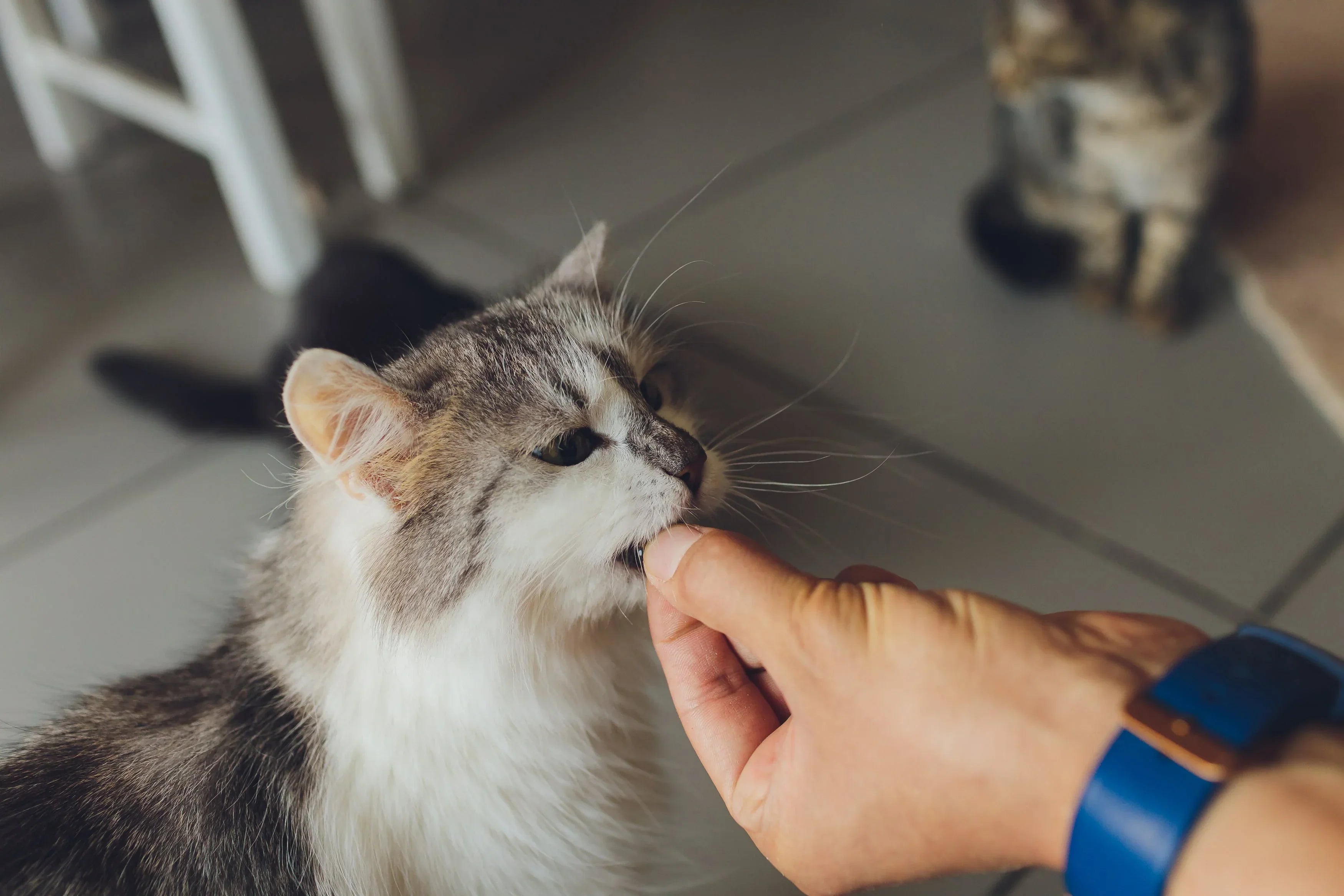 Credelio vs NexGard: ¿cuál antipulgas elegir para tu perro?