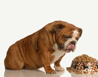 Croquetas de dieta para perros