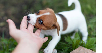 cuidados de un cachorro
