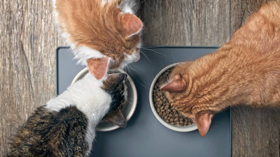 ¿De qué están hechas las croquetas para gato?