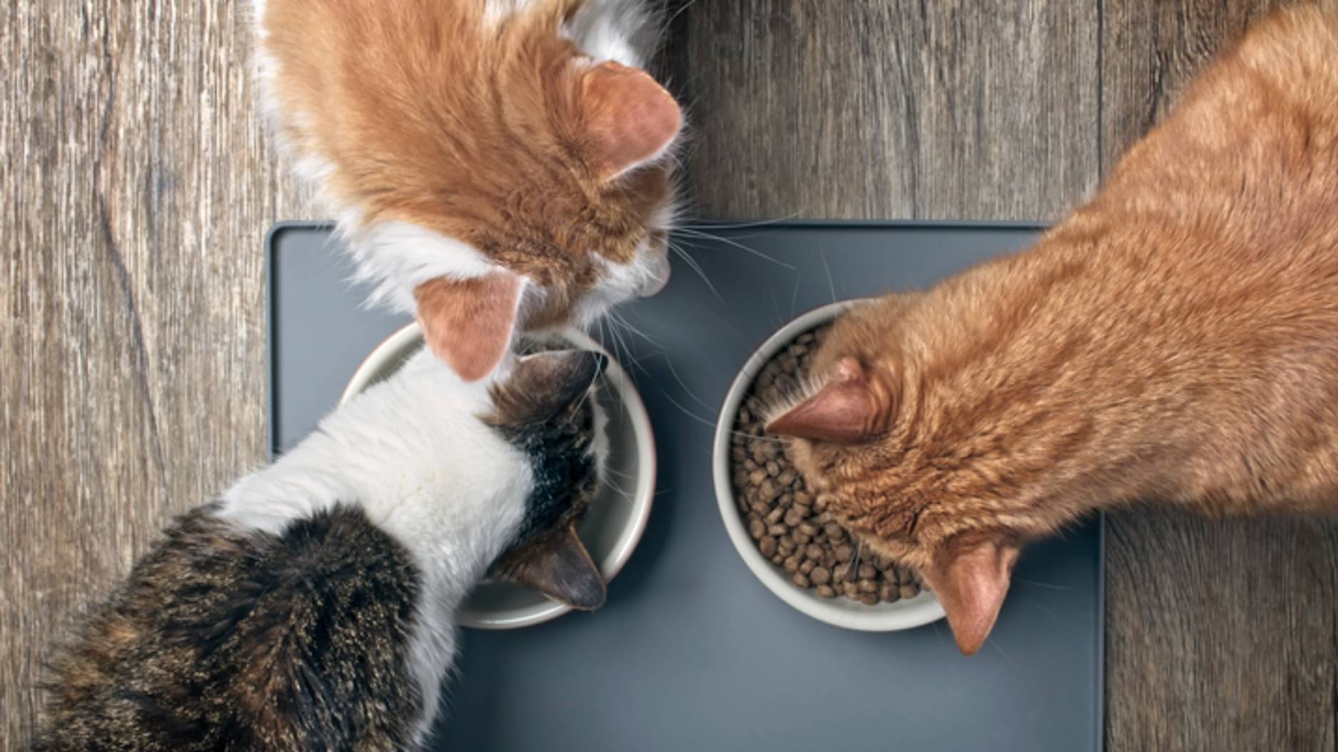 ¿De qué están hechas las croquetas para gato?