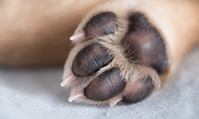 Cuánto cuesta tratar la dermatitis atópica en perros (México 2026)