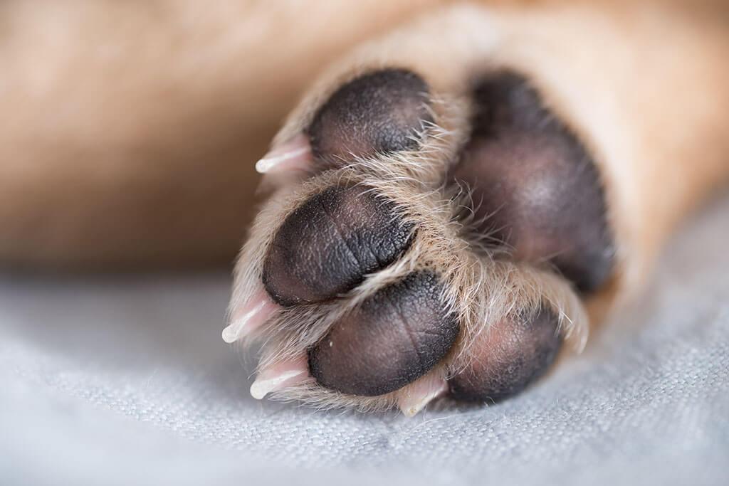 Dermatitis en perros: síntomas, causas y qué productos pueden ayudar