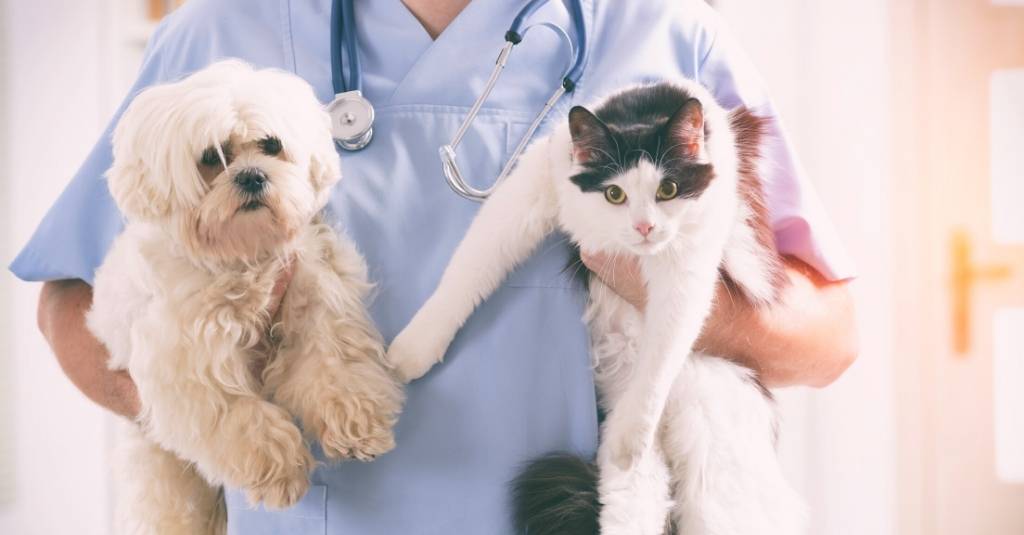 mejor desparasitante para perros
