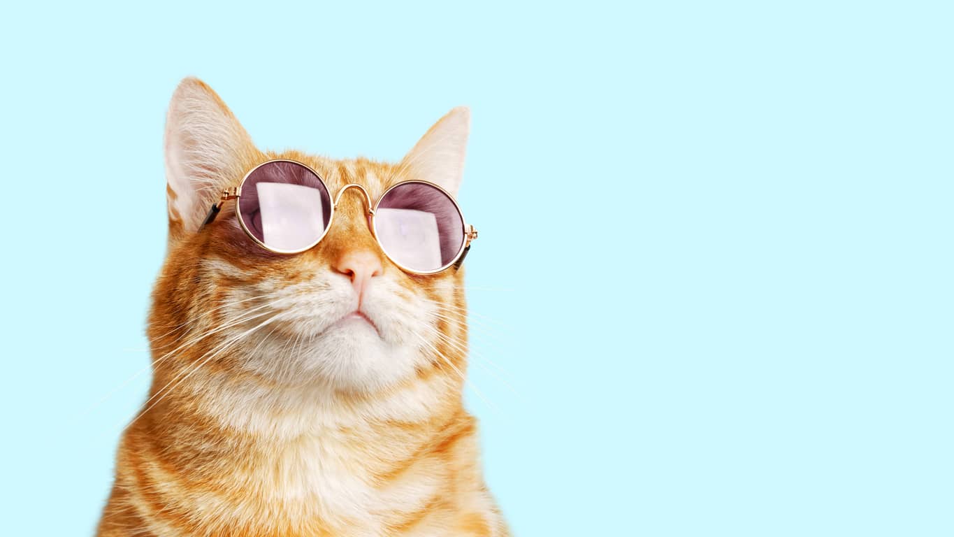 Día Internacional del Gato: Celebrando a Nuestros Felinos Consentidos