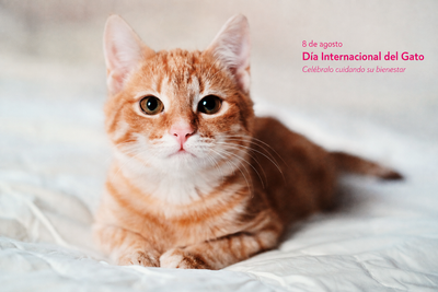 Día Internacional del Gato 2026: cuándo es y cómo celebrarlo cuidando su bienestar