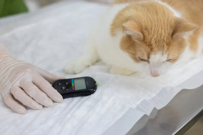 diabetes en gatos