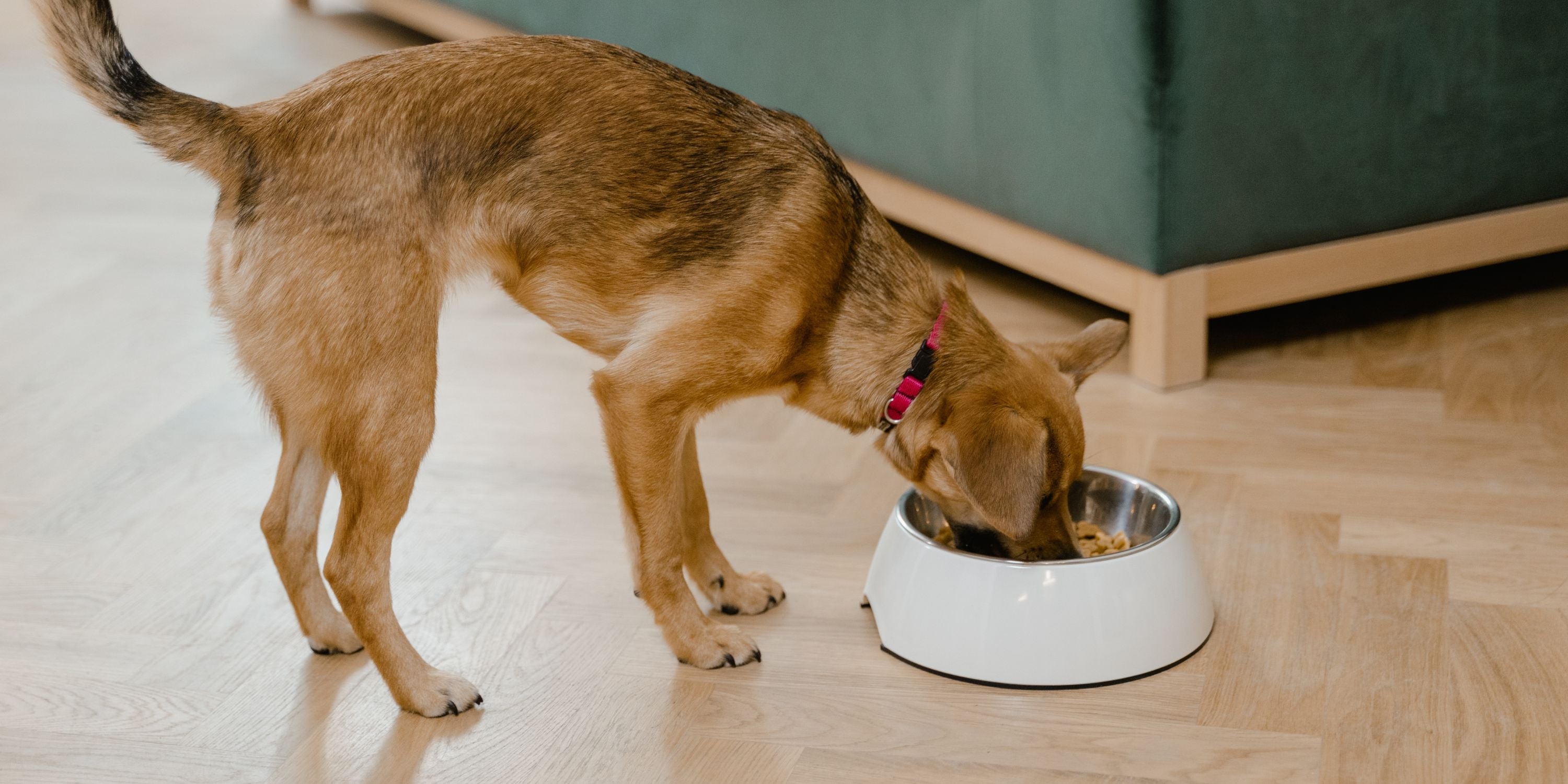 ¿Cómo Saber si tu Perro Necesita una Dieta Hepática?