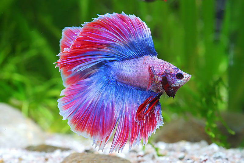 pez betta