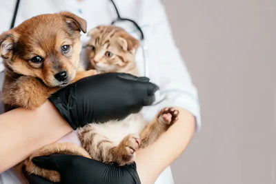 Cuánto cuesta esterilizar a un perro o gato en México (precios 2026)