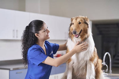 ¿Para qué sirve el Metoclop? Usos y beneficios en mascotas