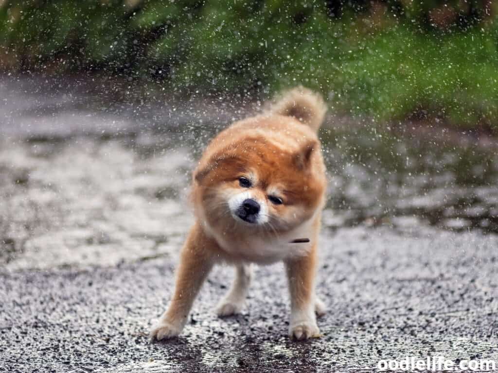 Proteger a tu Mascota del Frio
