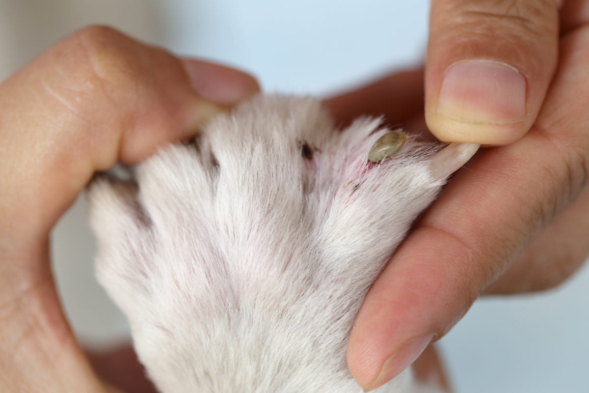 Garrapatas en perros: cómo quitarlas y prevenirlas