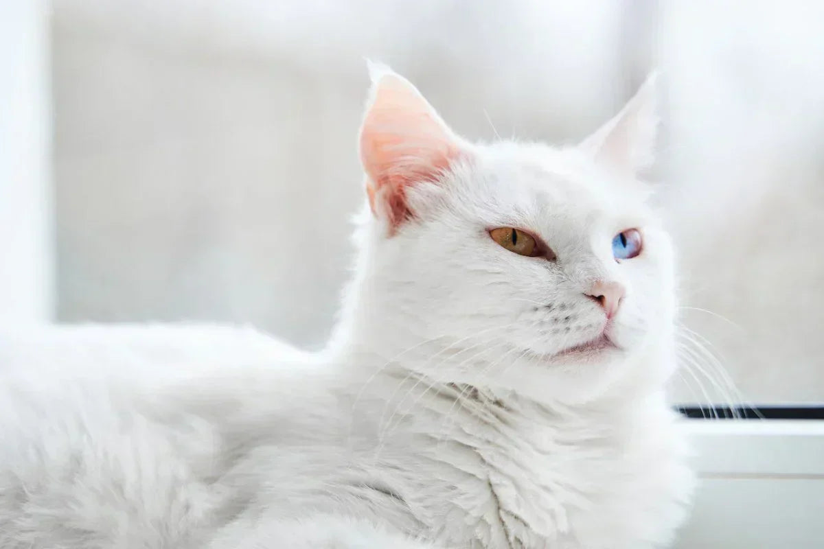 gato de angora