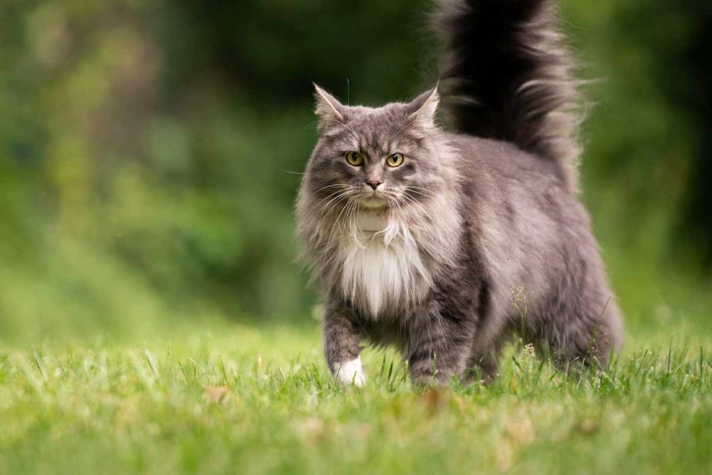 Gato Maine Coon como mascota