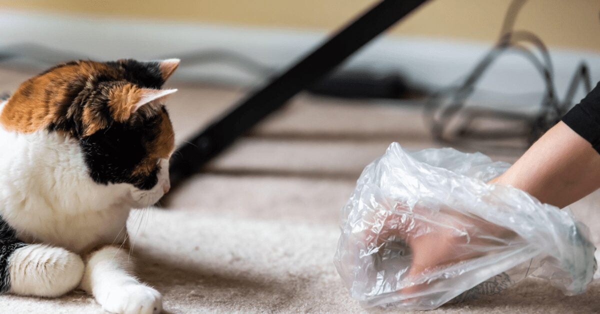 ¿Cómo eliminar bolas de pelo en los gatos?