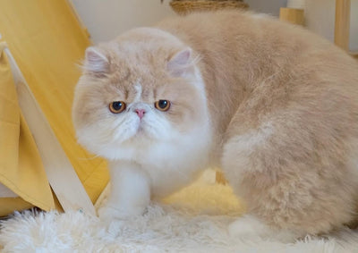cuantos años vive un gato persa