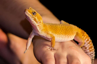 Gecko Leopardo