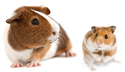 cuyo o hamster
