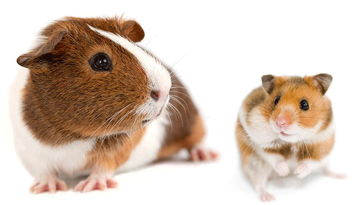 cuyo o hamster