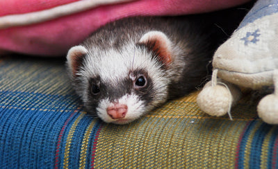 Hurón como mascota