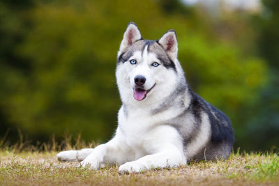 El Husky Siberiano como mascota