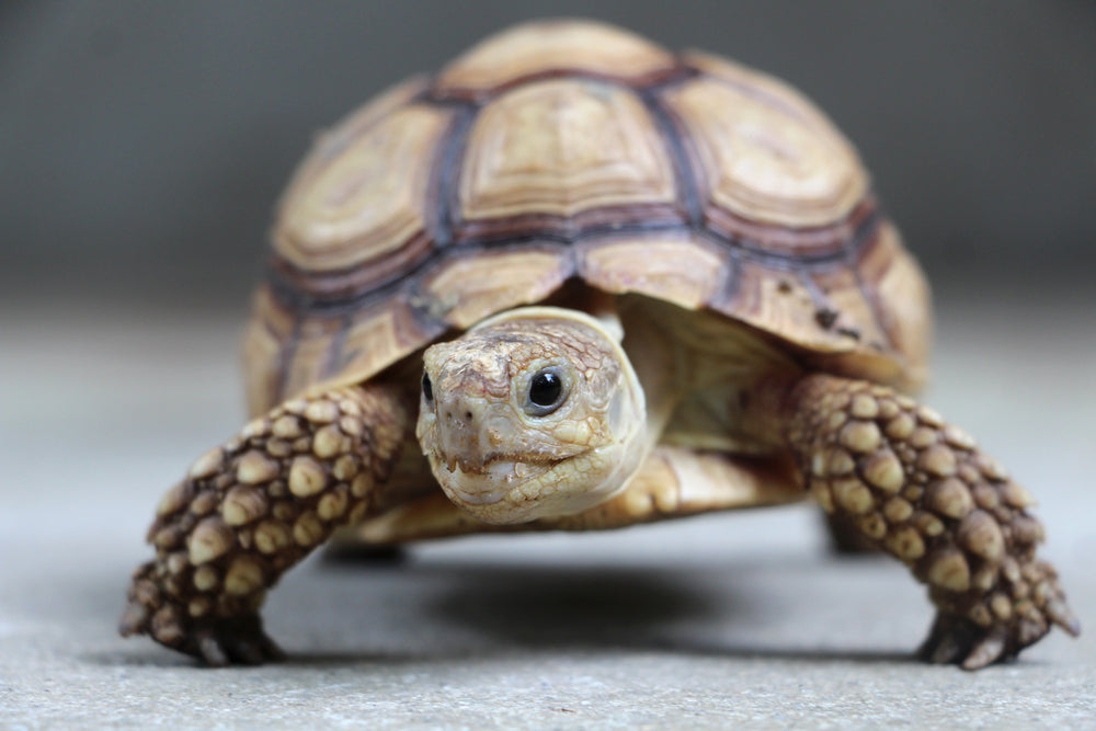 Importancia del Calcio para las Tortugas