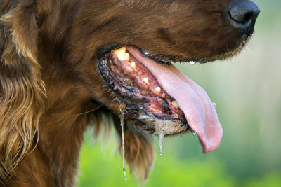 ¿Cómo calmar el jadeo de un perro?