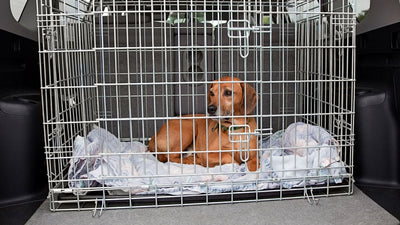 Jaulas para perros: preguntas frecuentes, verdades y consejos de uso responsable
