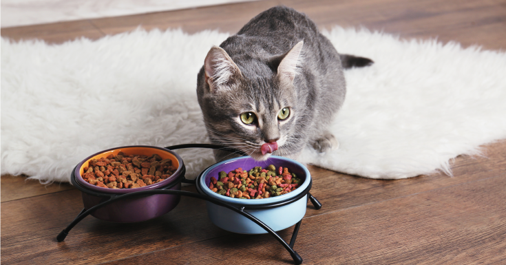 ¿Cuáles son las mejores croquetas para gato?