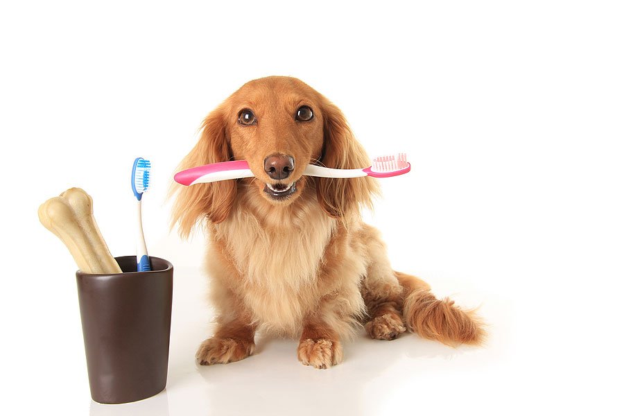 La Importancia de la Higiene Bucal en Perros