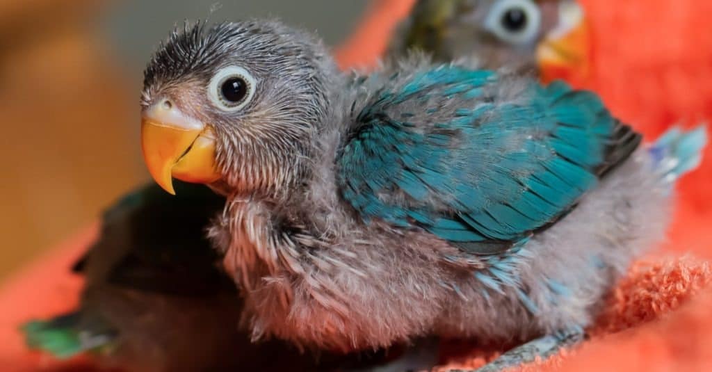 loro como mascota