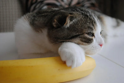 ¿Los gatos pueden comer plátano?