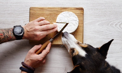 los perros pueden comer queso