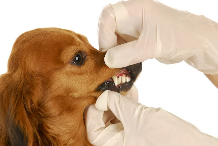 ¿Los perros mudan dientes? Edad y proceso explicado