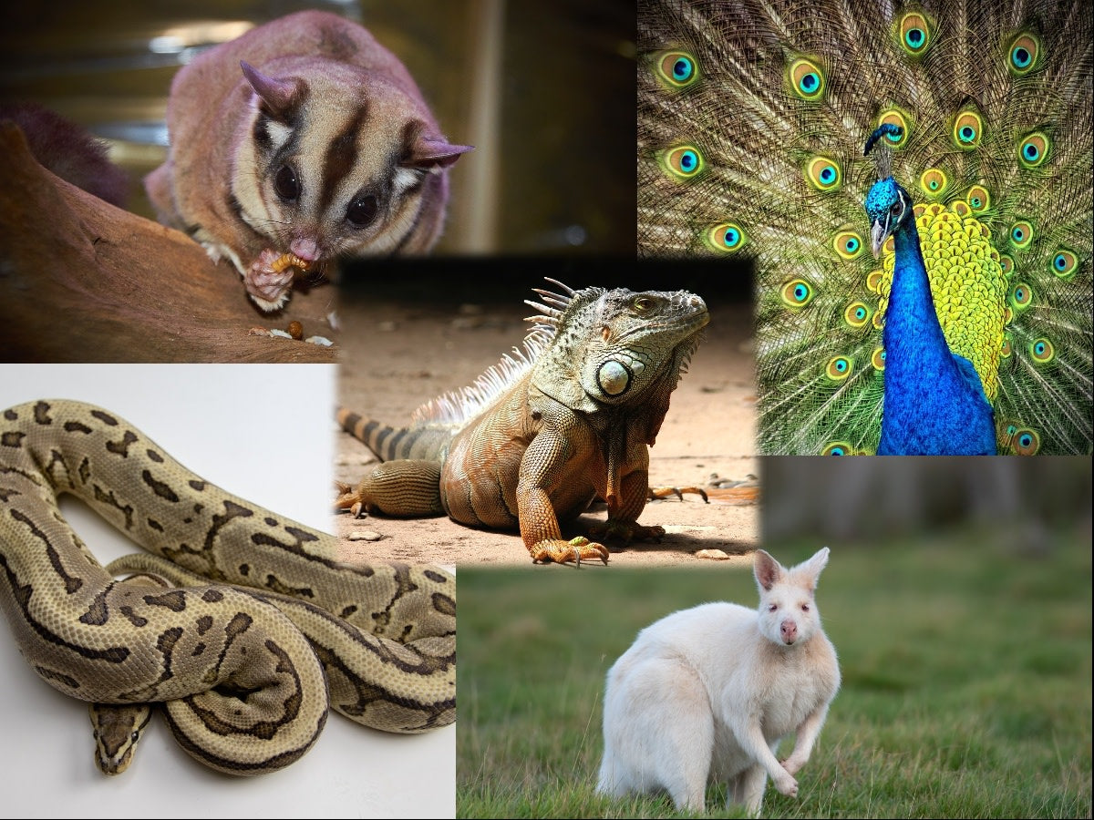 Mascotas exoticas legales en mexico