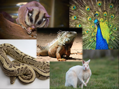 mascotas exoticas