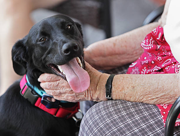 mascota para adultos mayores