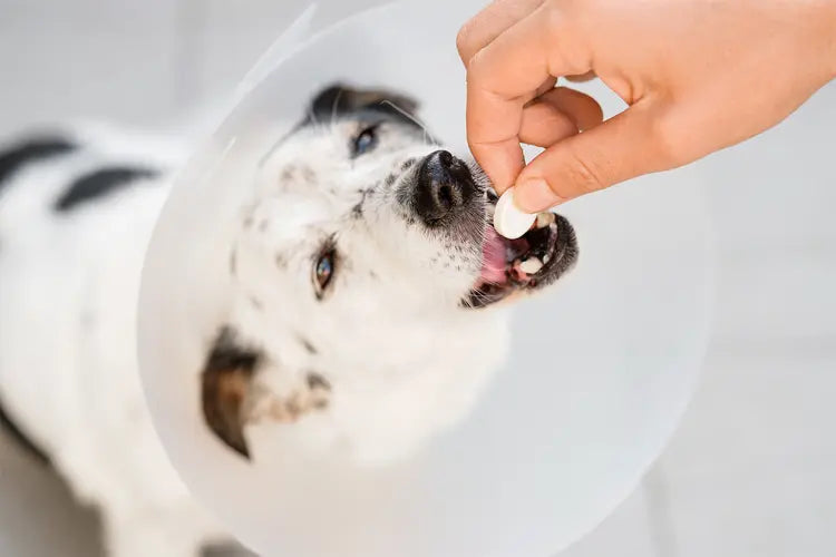 Medicamentos veterinarios para perros