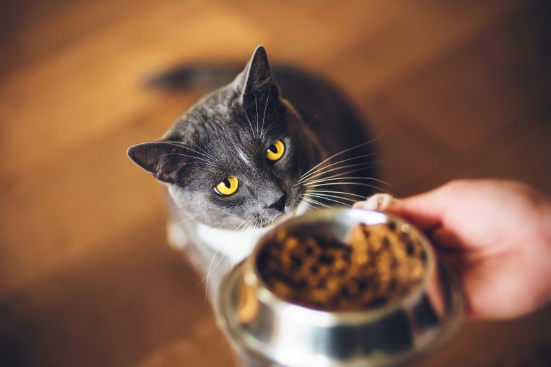 Mejor alimento húmedo para gatos