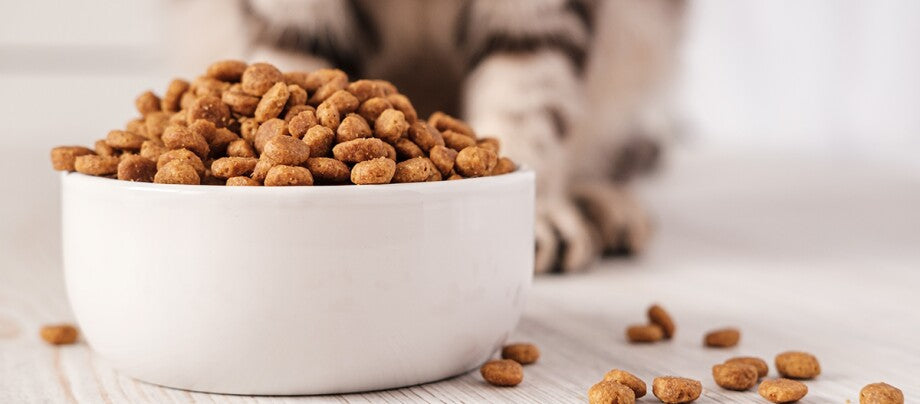 Mejores marcas de croquetas para gato en México