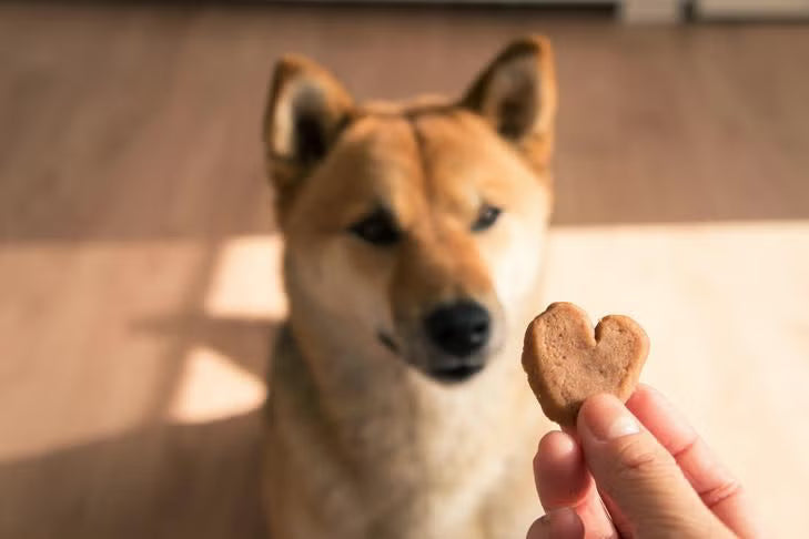 Cuáles son los mejores premios para perros
