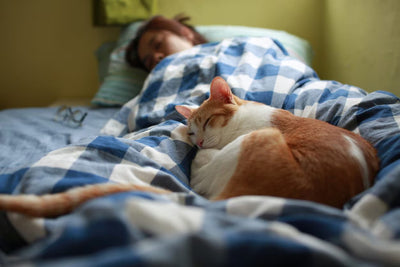 ¿Por Qué Mi Gato Se Duerme en Mi Cama?
