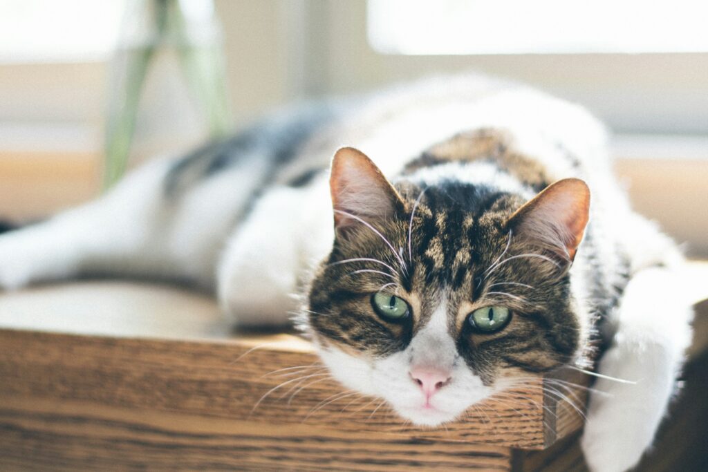 mi gato vomita
